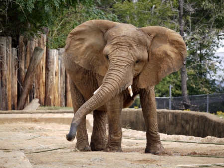 Aelephant swinging his trunk in his pen.の写真素材