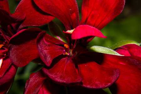 Beautiful flower with red petals of a beautiful deep red que left me paralyzed with its beauty que cost me all my attentionの写真素材
