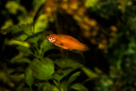 platy