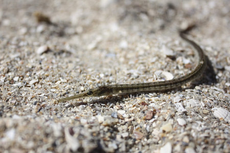 fish needle, family of marine