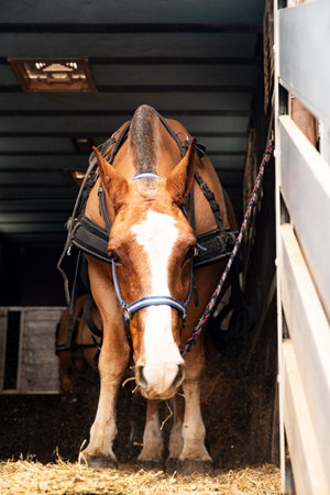 brown horse in a transport truck