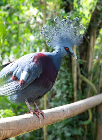 Exotic Blue Victoria Crowned Pigeon with Crown Feathersの写真素材
