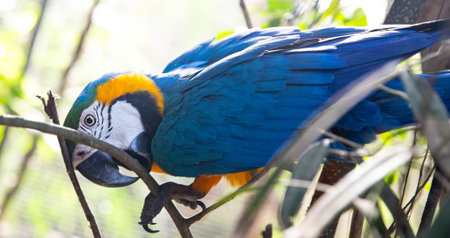 Macaws Interacting in a Tropical Setting