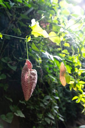 Wild Aristolochia Vine in Nature