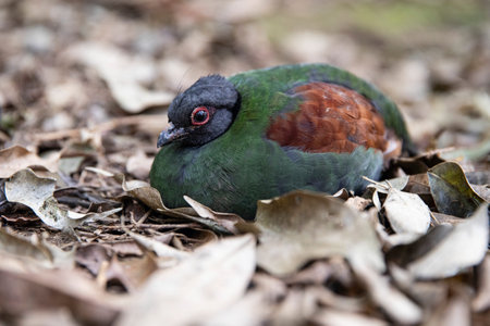 close-up crowned partridge on leaves, green Crested partridge, macro photoの写真素材
