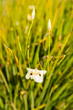 Elegant white Dietes flowers with unique markings - a natural plant background. African iris macro