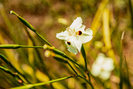 African iris floret on blurred background, macro, place for inscription