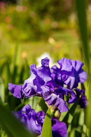 Macro lots of space for text flowers Irises symbol of spring and beauty in purple shades.