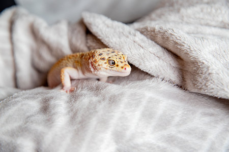 cute eublephar close-up on a soft blanketの写真素材