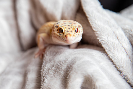 reptile on cozy fabric, leopard gecko faceの写真素材
