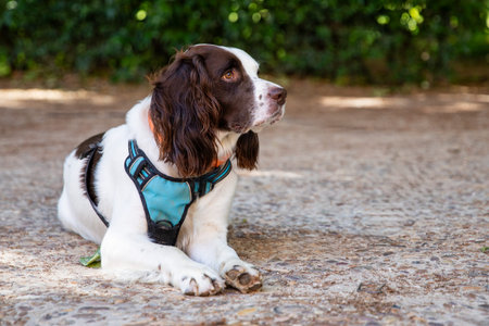 English Springer Spaniel on a walk