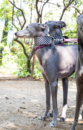Loyal Whippets Standing Calmly by Human - Pet Lifestyle & Bonding