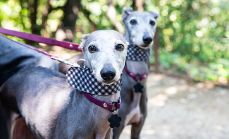 Whippet dog on a walk in the parkの写真素材