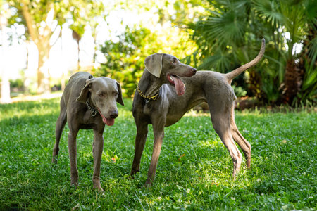 funny dogs. Two Weimaraners on a walk in the park