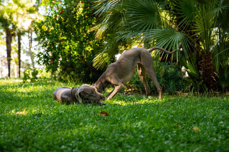 Dogs of Weimaraner breed resting in park setting