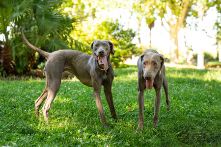 Two playful Weimaraner dogs standing on grass in parkの写真素材