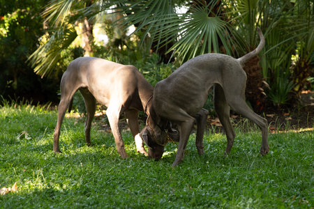 playful Weimaraner dogs standing on grass