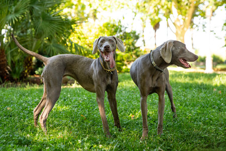 Two Weimaraner dogs standing on grass in parkの写真素材