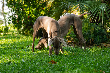 Weimaraner dogs in a green park. Dog is looking