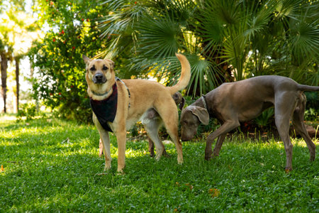 Shepherd and hunting pointer on a walk, dog walking