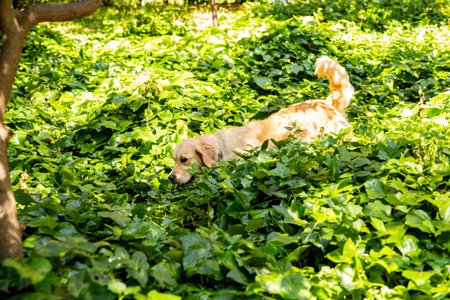 A Sunny Dog Among Leaves, A Golden Retriever in the Parkの写真素材
