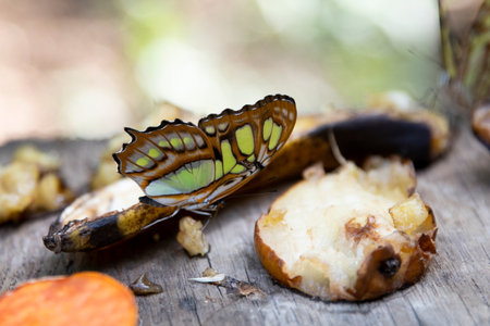 A beautiful butterfly is eating fruit.の写真素材