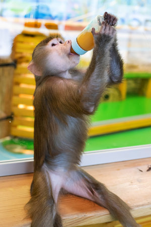A gray monkey, a baby hamadrich, sits and eats from a baby bottle. Animal. Mammals.  Primates.