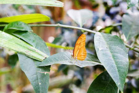 A yellow butterfly sits on a plant with green leaves. macro photography,の写真素材