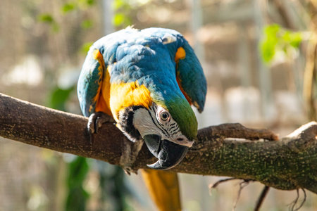 Rainforest Jewel, Vivid Macaw on a Branch. Bird parrot macaw