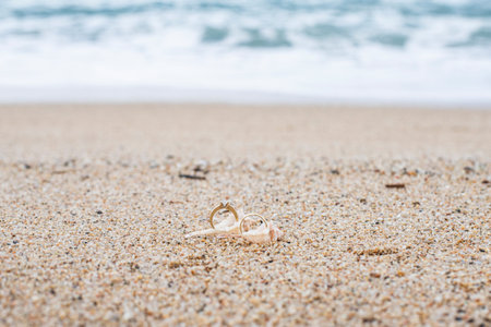 Gold wedding rings in a shell on the ocean shore. place for advertising text