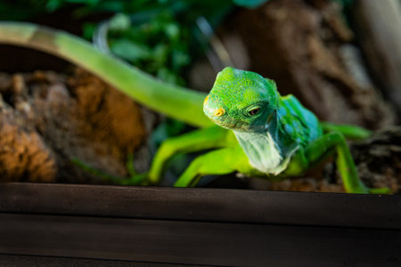 Teenage iguana in a terrarium. Green beautiful Lizard close-up portraitの写真素材