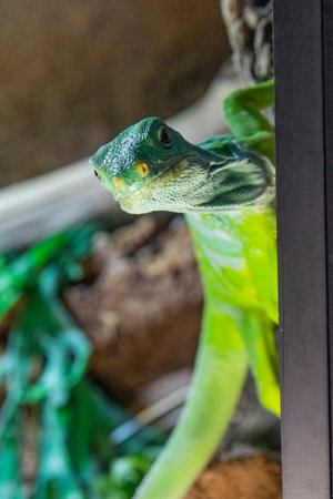 Exotic pet iguana. Macro, lizard peeks out from behind the wall, there is space for textの写真素材