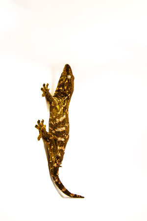 Exotic Pet Mossy Gecko Resting on Surface. Lizard on white background, space for textの写真素材