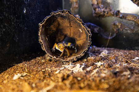 Funny eublefar peeking out from the covers. Beautiful lizardの写真素材