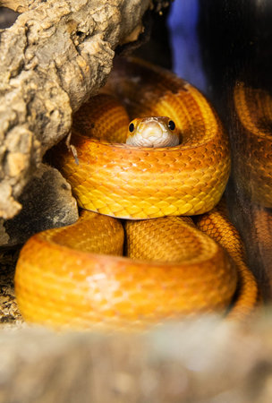 Exotic snake portrait. Beautiful Yellow Snake, Pantherophis guttatusの写真素材