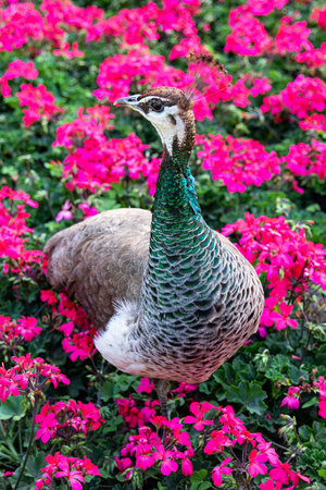 Close up of a majestic peacock. Bird against a background of flowersの写真素材