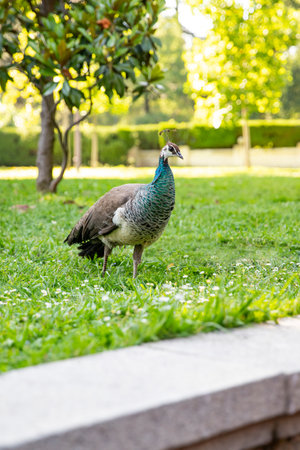 Peacock girl, Bird in the park on the grassの写真素材