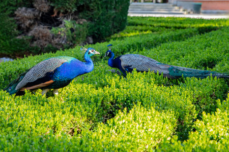 Elegant birds in the park. Two peacocks in the bushes. Space for text