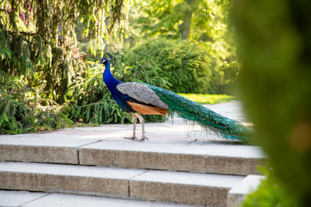 Peacock with a long tail. Bird walking in the parkの写真素材