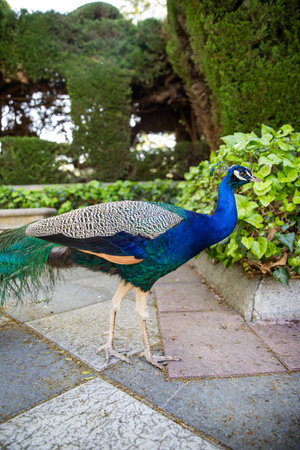 Walking peacock in the parkの写真素材