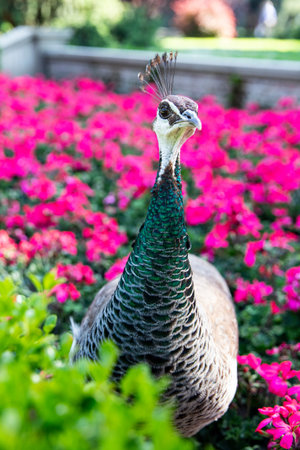 Portrait of a peacock, head of a bird on a background of flowersの写真素材