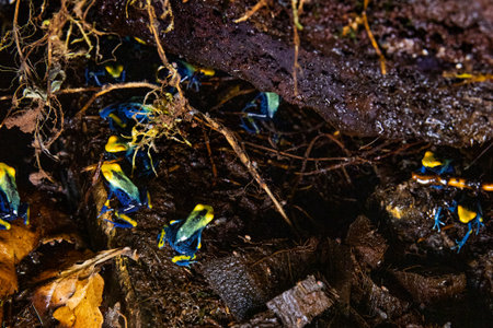 Poisonous frogs with striking patterns and colors. Dendrobates tinctorius frogの写真素材
