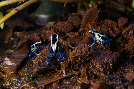 Small colorful frogs exploring jungle environmen, poisonous frogs azureus
