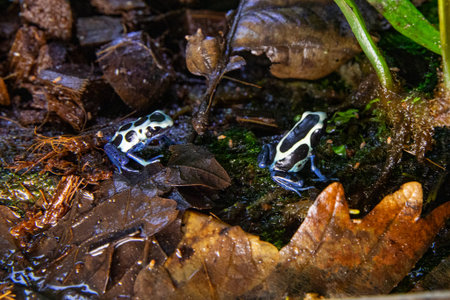 Exotic amphibians with vibrant warning colors. Blue poison dart frog