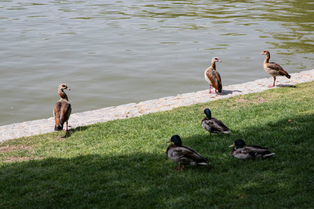 Wild birds outdoors in summer park