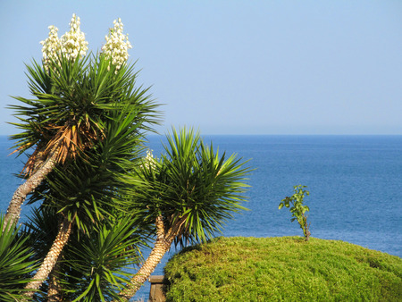 Yucca against the seaの写真素材