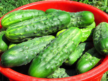 cucumberの写真素材