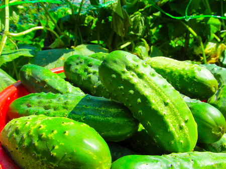 cucumberの写真素材