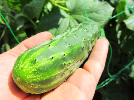 cucumberの写真素材