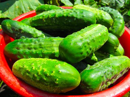 cucumberの写真素材